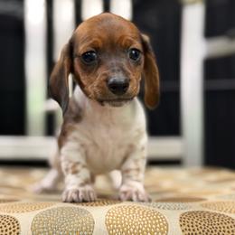 Shorty - smooth 1900 - Red male Dachshund puppy in Nashville, Arkansas from Whisenhunt Farms