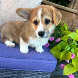 Pembroke Welsh Corgi Puppies from Trixie Dixie