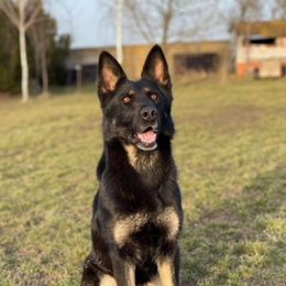 Rita - German Shepherd