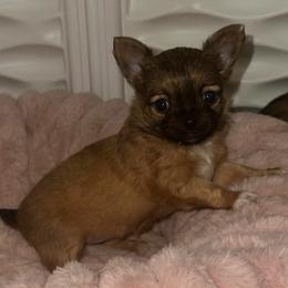 Bunny - Black sabled fawn female Chihuahua puppy in Burleson, Texas from Luxe Paradise House of Chi