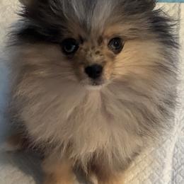 Destiny - Blue merle female Pomeranian puppy in Brentwood, California from Royalpawpoms