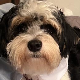 Pork Chop - Biewer Terrier