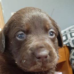 Girl1 - Chocolate female Labrador Retriever puppy in Belchertown, Massachusetts from C Eastons Chocolate Lab - All pups are spoken for this litter
