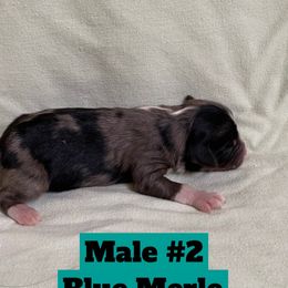 Toy Australian Shepherd Puppies from Toy Aussies