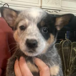 Boy 2 - Blue male Australian Cattle Dog puppy in Norton, Ohio from Australian Cattle Dog Company