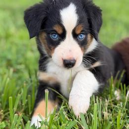 Windy ASDR - Black tri female Toy Australian Shepherd puppy in Polk City, Florida from Skaky Shepherds
