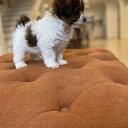 Goldendoodle Puppies from Lady Paws Puppies