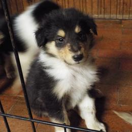 Tristan - Black white and tan male Collie puppy in New Mexico from Red Canyon
