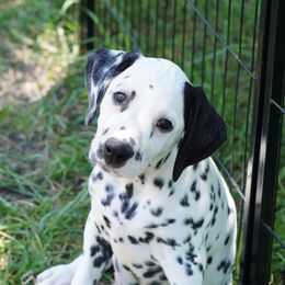 Dalmatian Puppies from 5 Alarm LUA Dalmatians