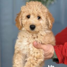 Mr. Patriot - Apricot male Goldendoodle puppy in Sacramento, California from Dandy Doodles Goldendoodles
