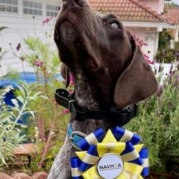 Girl 8 - Liver roan female German Shorthaired Pointer puppy in Banning, California from ⭐🦆 So Cal on Point GSP'S🇺🇲🇩🇪 lg