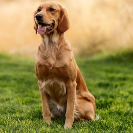 Lucy - Golden Retriever