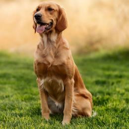 Lucy - Golden Retriever