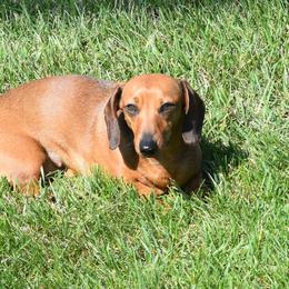Jozie - Dachshund