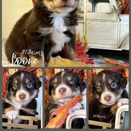 5 - Boone - Red tri-color male Miniature American Shepherd puppy in Huntington, Texas from JKKJ Farms