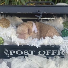 Boy 6 - Cream Australian Labradoodle puppy in Kingwood, Texas from Big Tex Australian Labradoodles
