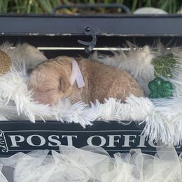 Boy 6 - Cream Australian Labradoodle puppy in Kingwood, Texas from Big Tex Australian Labradoodles