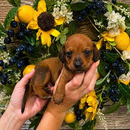 Blueberry - Red male Dachshund puppy in Waco, Georgia from Huff Family Doxies & Doodles