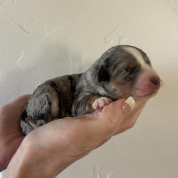 Winter - Blue merle female Bernedoodle puppy in Payson, Utah from Country Sky Doodles