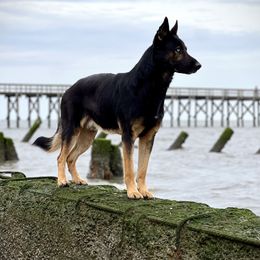 Stark - German Shepherd