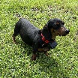 Benita - Dachshund