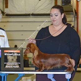 Seven - Dachshund