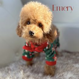 Emery - Red  male Poodle puppy in Gilbert, Arizona from My Poodle Bears