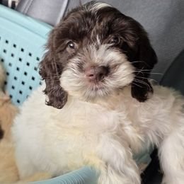 Hashbrown - Brown and white male Cockapoo puppy in West Point, Mississippi from Golden Paws