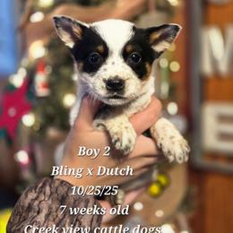 Boy 2 - Blue mottled male Australian Cattle Dog puppy in Monroe, North Carolina from Creek View Cattle Dogs