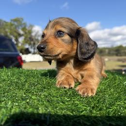 Sable Boy 1 - Sable male Dachshund puppy in Apopka, Florida from The HotDog Stand