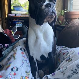 Boxer All Grown Up from Rorschach Boxers