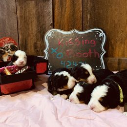 Bernese Mountain Dog Puppies from Stone Hill Farm