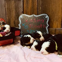 Bernese Mountain Dog Puppies from Stone Hill Farm