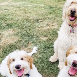 Goldendoodles from Evergreen Doodles