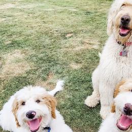 Goldendoodles from Evergreen Doodles