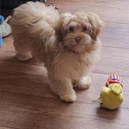 Bailey - Havanese