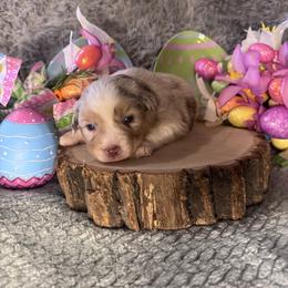 Gil - Red merle male Miniature Australian Shepherd puppy in California from Eagle River Aussies
