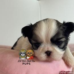 Mignon - Sable and white female Shih Tzu puppy in Walkertown, North Carolina from Lil’ Bit’s Shih Tzu