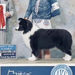 Border Collies and Chinese Cresteds from Coylety Kennel