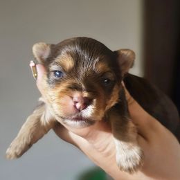 Sabrina - Chocolate and tan female Yorkshire Terrier puppy in Thornville, Ohio from My precious yorkies