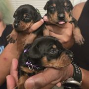 Beretta- black F 5 - Black female German Pinscher puppy in Chatham, Virginia from Wild Mountain Haven K9