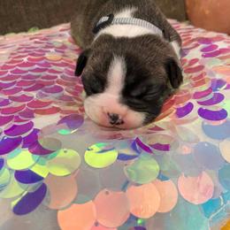 Chrome - Black brindle and white male Boston Terrier puppy in Goshen, Ohio from Washburns bostons