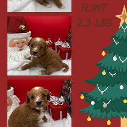 Flint - Red  male Goldendoodle puppy in Wayland, New York from Loris Pampered Pooches💕