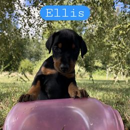 Ellis - Black and rust female Doberman Pinscher puppy in Blanchester, Ohio from Battle Creek Dobermans