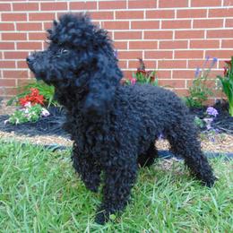 Poodle puppies from Rawls Lovely Little Tots