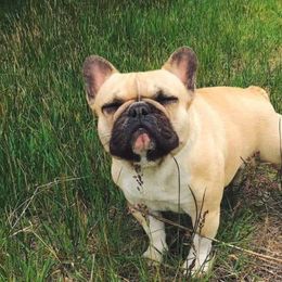 French Bulldogs from Windy Willow's French Bulldog