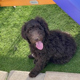 Goldendoodle Puppies from Sugarspicedoodles