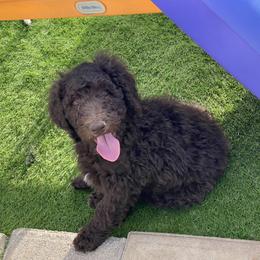 Goldendoodle Puppies from Sugarspicedoodles