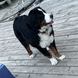 Bernese Mountain Dog Puppies from Lonesome Pine Farm