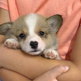 Girl 3 - Red female Pembroke Welsh Corgi puppy in Moulton, Alabama from Reed's Pembroke Corgi Welsh